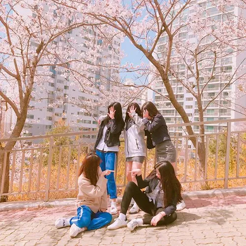 Gambar 22. PP (Foto Profil) Grup Aesthetic bunga sakura