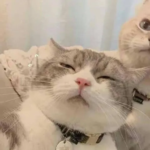 Gambar 22. PP Kucing Couple Terpisah Lucu selfie (1)