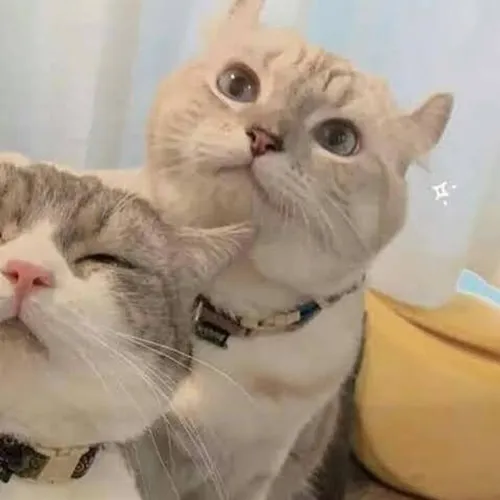 Gambar 22. PP Kucing Couple Terpisah Lucu selfie (2)