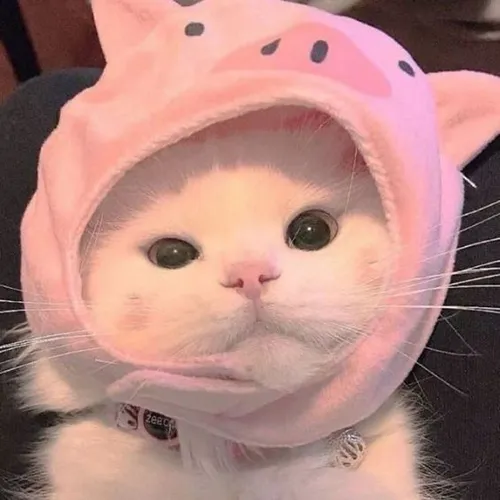 Gambar 23. PP Kucing Couple Terpisah Lucu gemes (1)