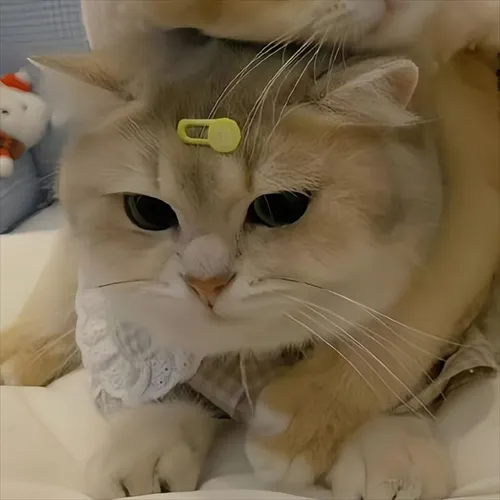 Gambar 24. PP Kucing Couple Terpisah Lucu memeluk dari atas (1)