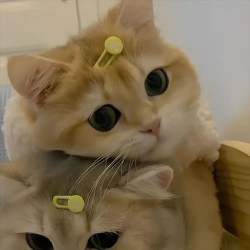 Gambar 24. PP Kucing Couple Terpisah Lucu memeluk dari atas (2)