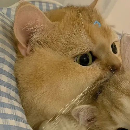 Gambar 25. PP Kucing Couple Terpisah Lucu rebahan berpelukan (1)