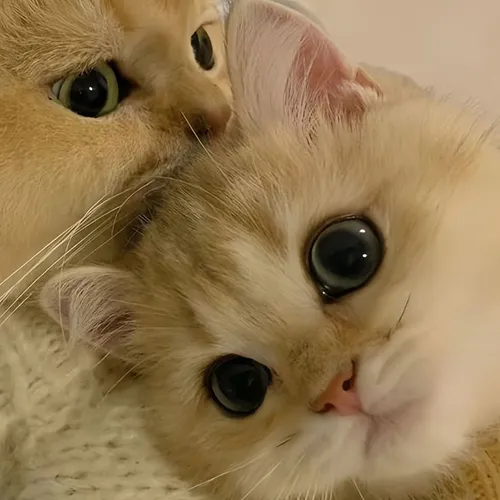 Gambar 25. PP Kucing Couple Terpisah Lucu rebahan berpelukan (2)