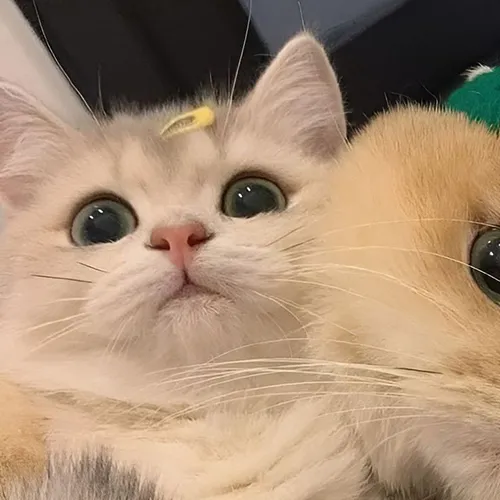 Gambar 26. PP Kucing Couple Terpisah Lucu selfie kaget (1)