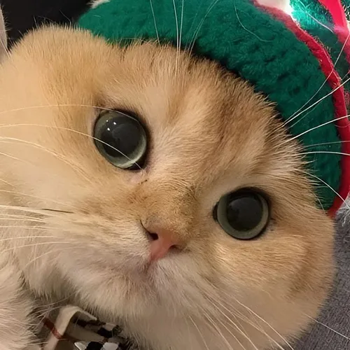 Gambar 26. PP Kucing Couple Terpisah Lucu selfie kaget (2)