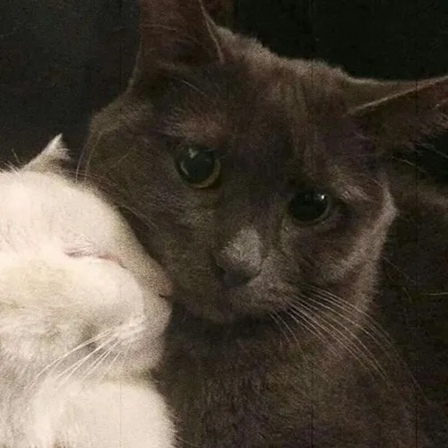 Gambar 28. PP Kucing Couple Terpisah Lucu black and white (2)