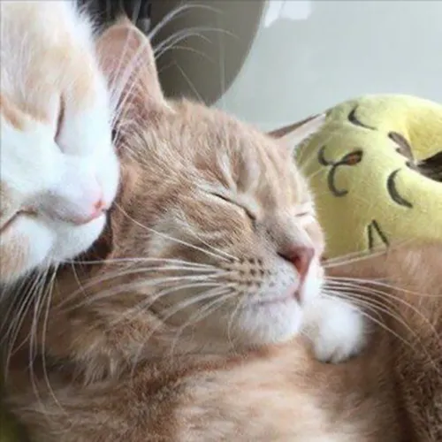 Gambar 29. PP Kucing Couple Terpisah Lucu memejamkan mata (2)