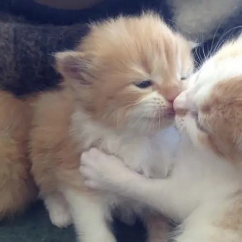 Gambar 30. PP Kucing Couple Terpisah Lucu anak kucing (1)