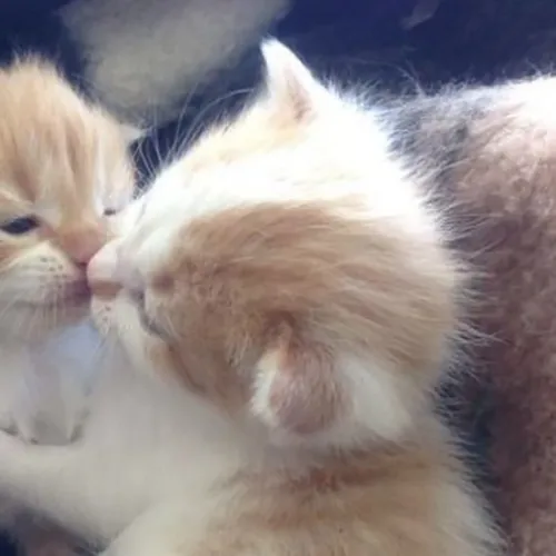 Gambar 30. PP Kucing Couple Terpisah Lucu anak kucing (2)