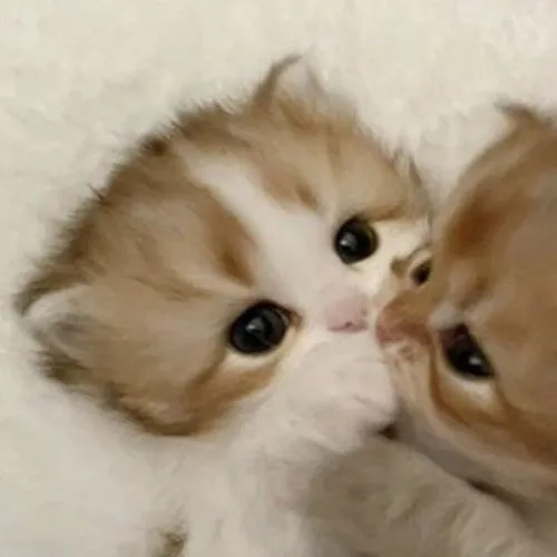 Gambar 31. PP Kucing Couple Terpisah Lucu anak kucing berpelukan (1)