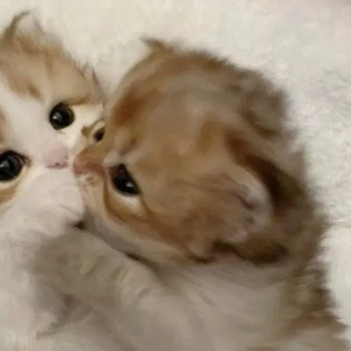 Gambar 31. PP Kucing Couple Terpisah Lucu anak kucing berpelukan (2)