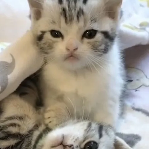 Gambar 32. PP Kucing Couple Terpisah Lucu kitten bermain di kasur (1)