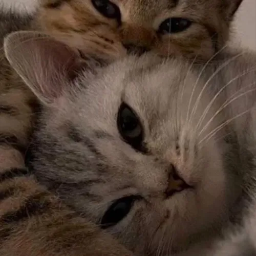 Gambar 34. PP Kucing Couple Terpisah Lucu orange abu (1)