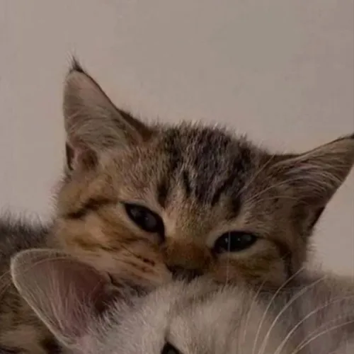 Gambar 34. PP Kucing Couple Terpisah Lucu orange abu (2)