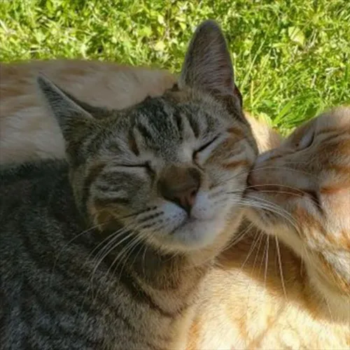 Gambar 35. PP Kucing Couple Terpisah Lucu orange abu cium (1)