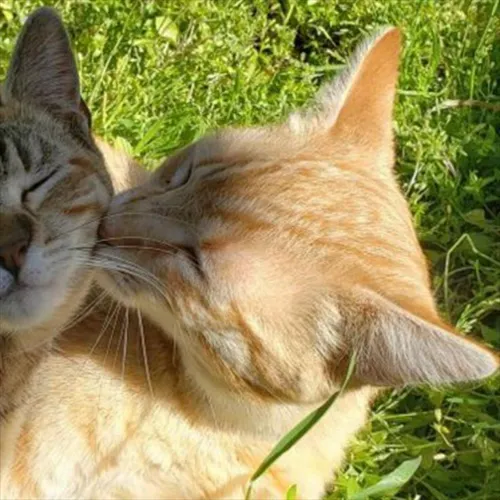 Gambar 35. PP Kucing Couple Terpisah Lucu orange abu cium (2)