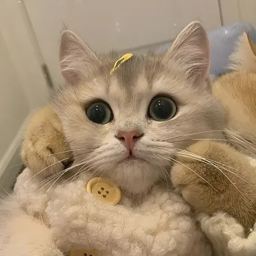 Gambar 36. PP Kucing Couple Terpisah Lucu so sweet (1)