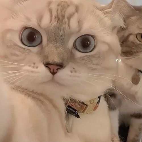 Gambar 37. PP Kucing Couple Terpisah Lucu selfie seram (1)