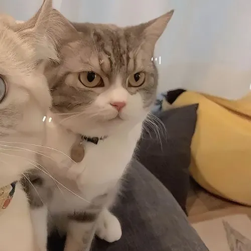 Gambar 37. PP Kucing Couple Terpisah Lucu selfie seram (2)