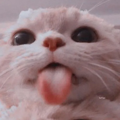 Gambar 38. PP Kucing Couple Terpisah Lucu menjulurkan lidah (1)