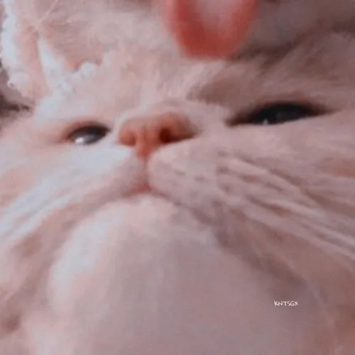 Gambar 38. PP Kucing Couple Terpisah Lucu menjulurkan lidah (2)