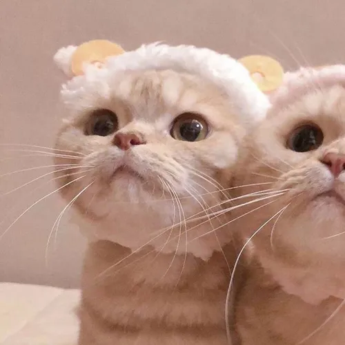 Gambar 39. PP Kucing Couple Terpisah Lucu melihat ke atas (1)