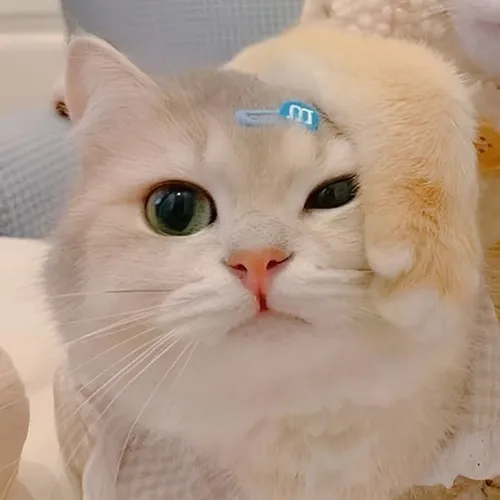 Gambar 40. PP Kucing Couple Terpisah Lucu jepitan biru (1)