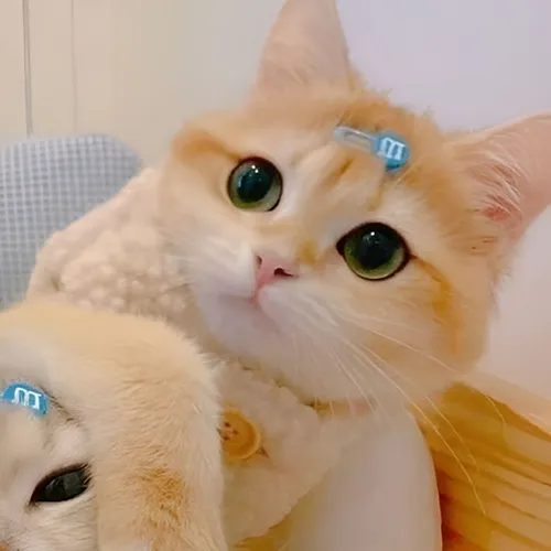 Gambar 40. PP Kucing Couple Terpisah Lucu jepitan biru (2)