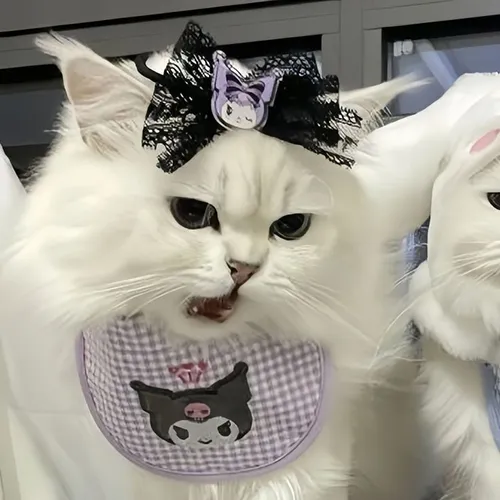 Gambar 41. PP Kucing Couple Terpisah Lucu marah (1)