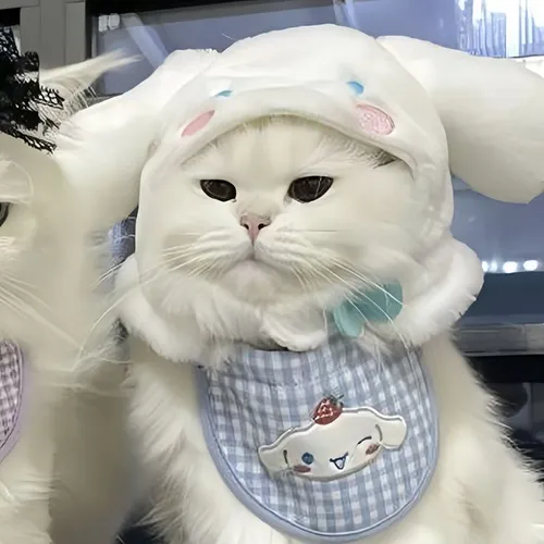 Gambar 41. PP Kucing Couple Terpisah Lucu marah (2)