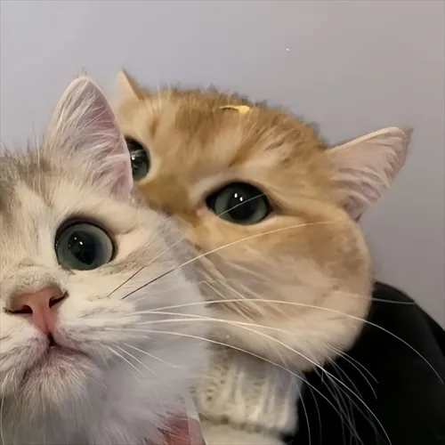 Gambar 42. PP Kucing Couple Terpisah Lucu dengan boneka angry bird (2)