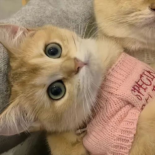Gambar 43. PP Kucing Couple Terpisah Lucu dengan sweater pink (1)