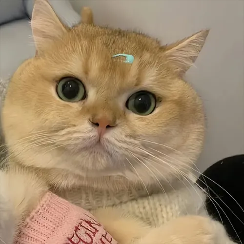 Gambar 43. PP Kucing Couple Terpisah Lucu dengan sweater pink (2)