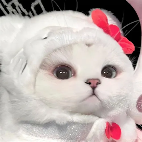 Gambar 44. PP Kucing Couple Terpisah Lucu putih cantik (1)