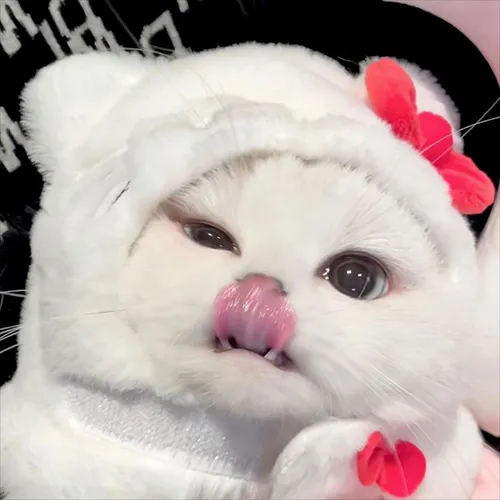 Gambar 44. PP Kucing Couple Terpisah Lucu putih cantik (2)