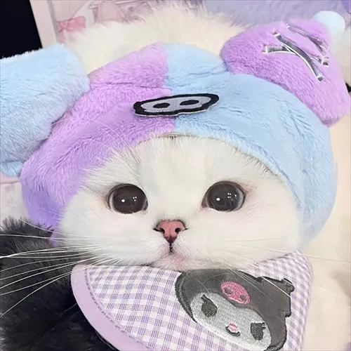 Gambar 45. PP Kucing Couple Terpisah Lucu dengan kostum ungu (2)