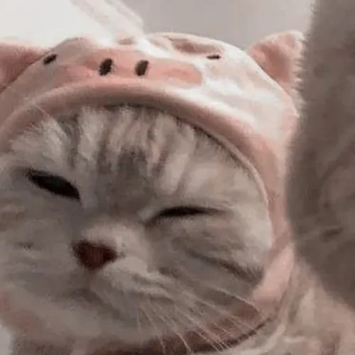 Gambar 46. PP Kucing Couple Terpisah Lucu selfie zoom in (1)