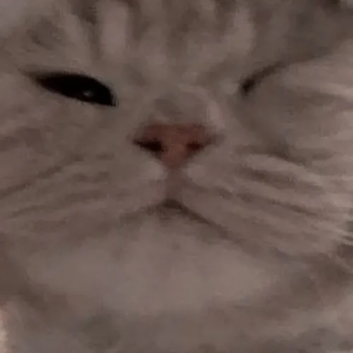 Gambar 46. PP Kucing Couple Terpisah Lucu selfie zoom in (2)