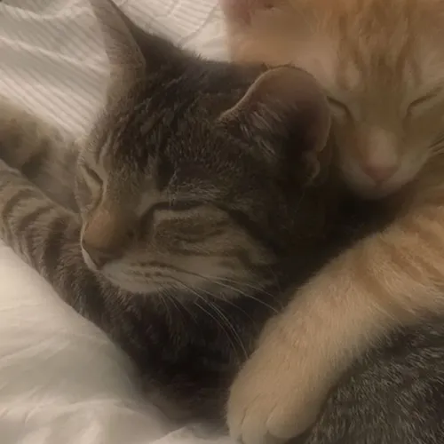 Gambar 47. PP Kucing Couple Terpisah Lucu peluk sambil rebahan (1)