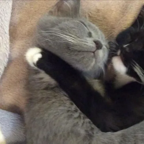 Gambar 49. PP Kucing Couple Terpisah Lucu tidur si abu dan si hitam (1)