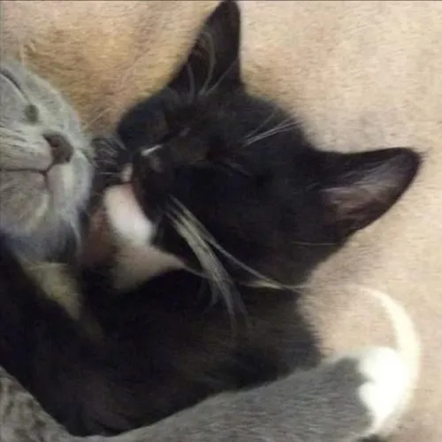 Gambar 49. PP Kucing Couple Terpisah Lucu tidur si abu dan si hitam (2)