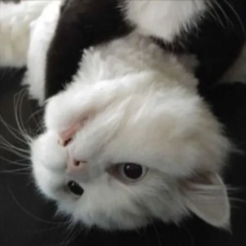 Gambar 50. PP Kucing Couple Terpisah Lucu si putih dan si hitam (1)