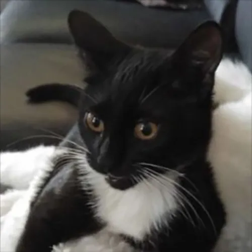 Gambar 50. PP Kucing Couple Terpisah Lucu si putih dan si hitam (2)