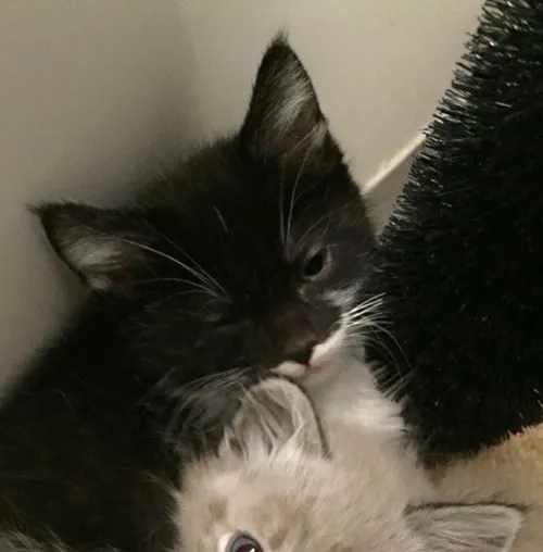 Gambar 51. PP Kucing Couple Terpisah Lucu mengantuk (1)