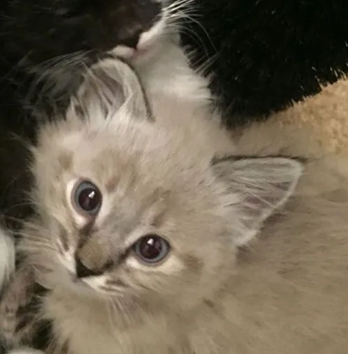 Gambar 51. PP Kucing Couple Terpisah Lucu mengantuk (2)