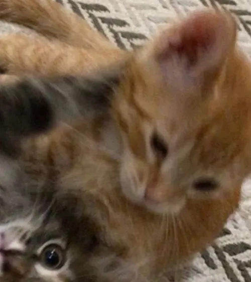 Gambar 52. PP Kucing Couple Terpisah Lucu berantem (2)