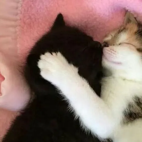 Gambar 53. PP Kucing Couple Terpisah Lucu kitten tidur (1)