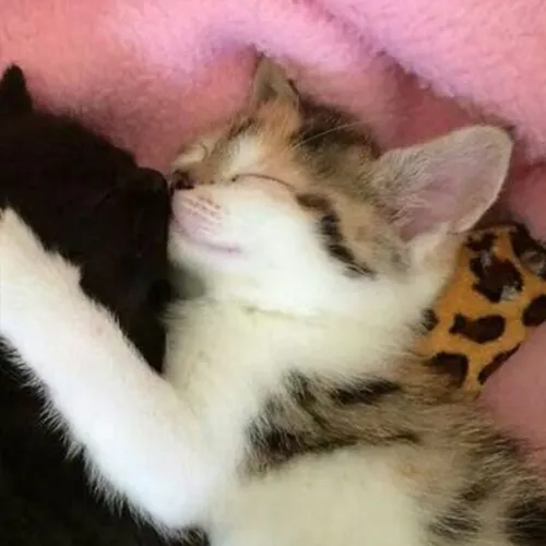 Gambar 53. PP Kucing Couple Terpisah Lucu kitten tidur (2)