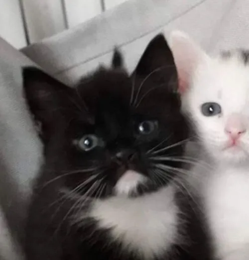 Gambar 54. PP Kucing Couple Terpisah Lucu kitten hitam putih (1)